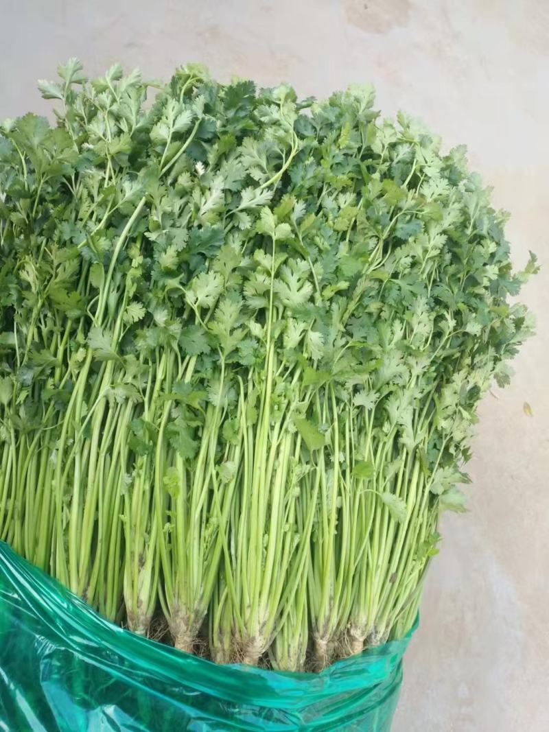 安丘精品铁杆青香菜大量上市，欢迎全国各地客户前来采购！