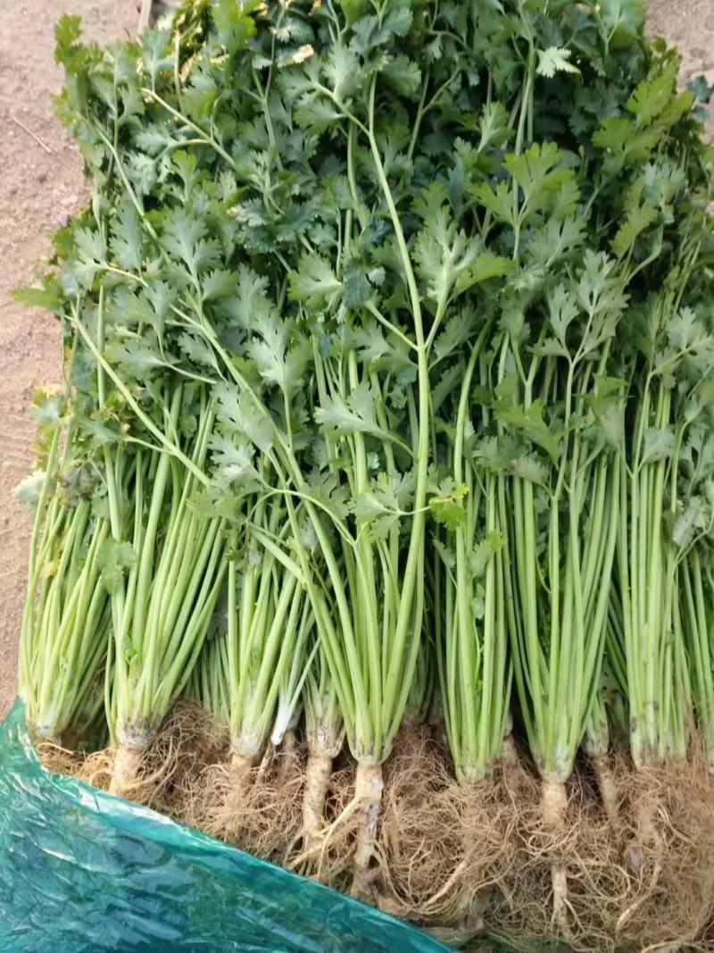 安丘精品铁杆青香菜大量上市，欢迎全国各地客户前来采购！
