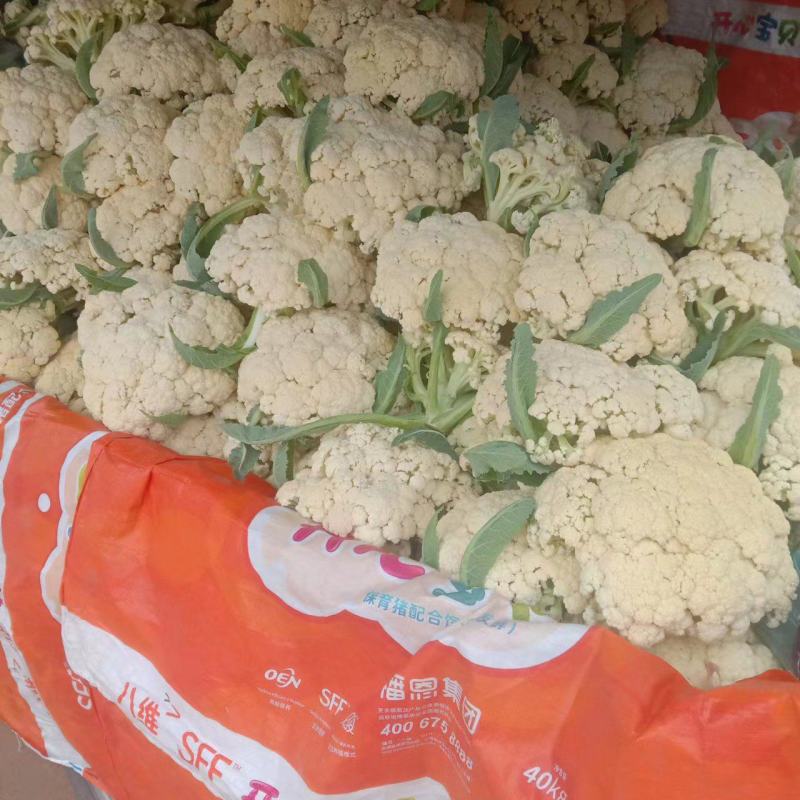 山东淄博高青有机菜大量上市，需求者请联系我谢谢合作