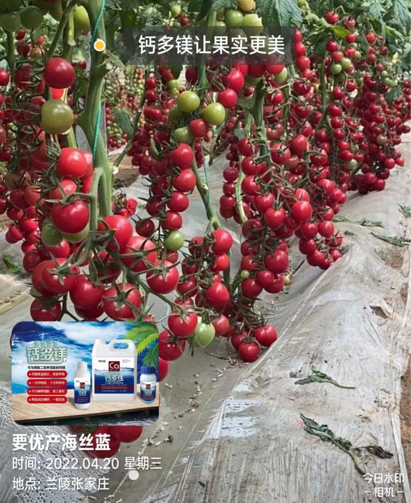 螯合钙，糖醇钙，叶面肥，进口，中量元素水溶肥