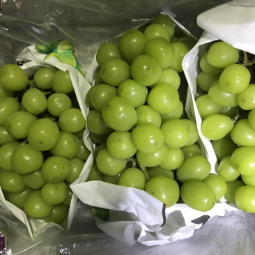 精品阳光玫瑰箱装