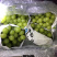 精品阳光玫瑰箱装