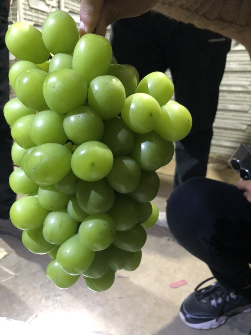 精品阳光玫瑰箱装