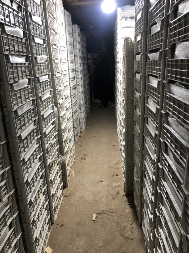 精品阳光玫瑰箱装