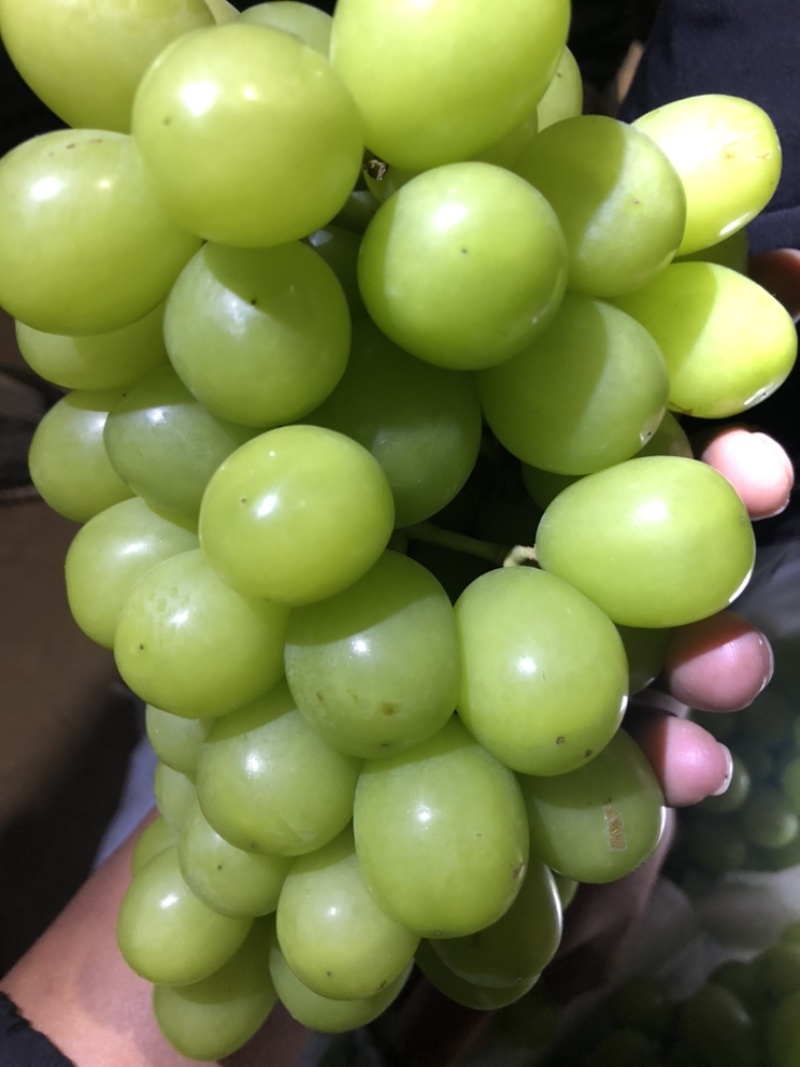精品阳光玫瑰筐子货
