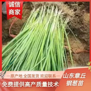 钢葱苗，预定九月份晚抽钢葱苗，九月份移栽，