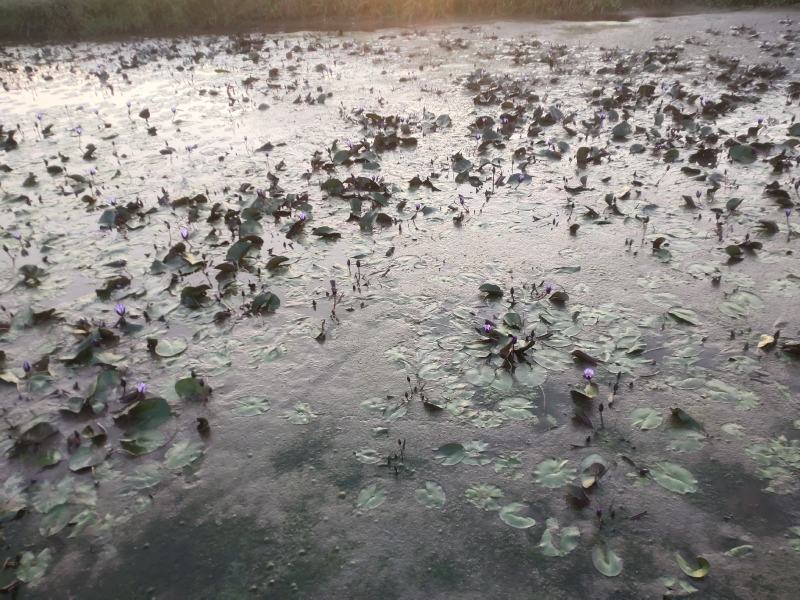 黑美人睡莲带花苞发货