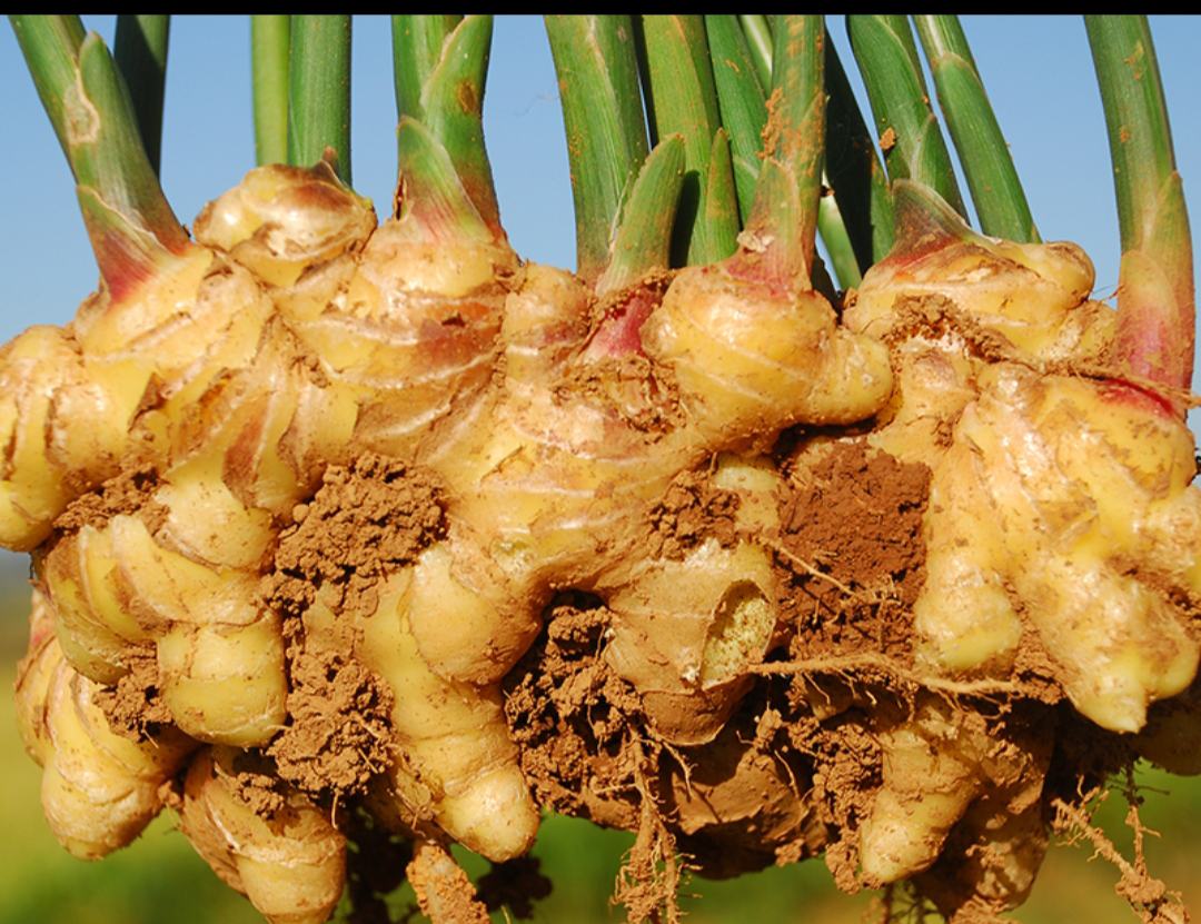 香芋田间生长图