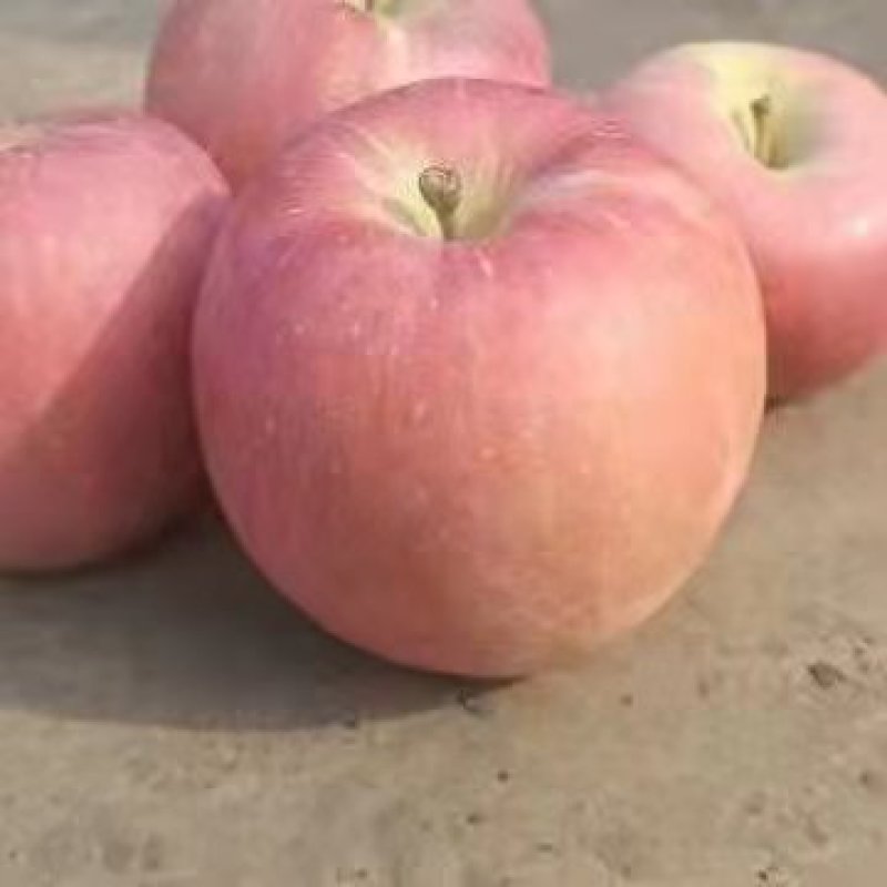 红富士苹果，大量供应，货源充足，产地直销，价格合理。