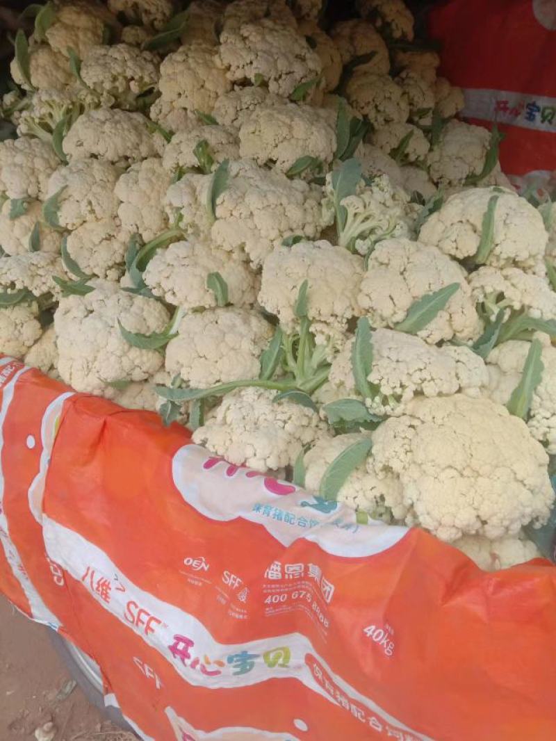 山东淄博高青有机菜大量上市，需求者请联系我谢谢合作