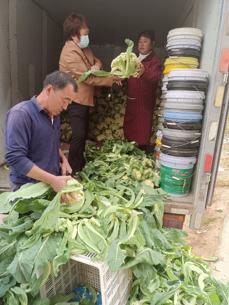 山东淄博高青有机菜大量上市，需求者请联系我谢谢合作