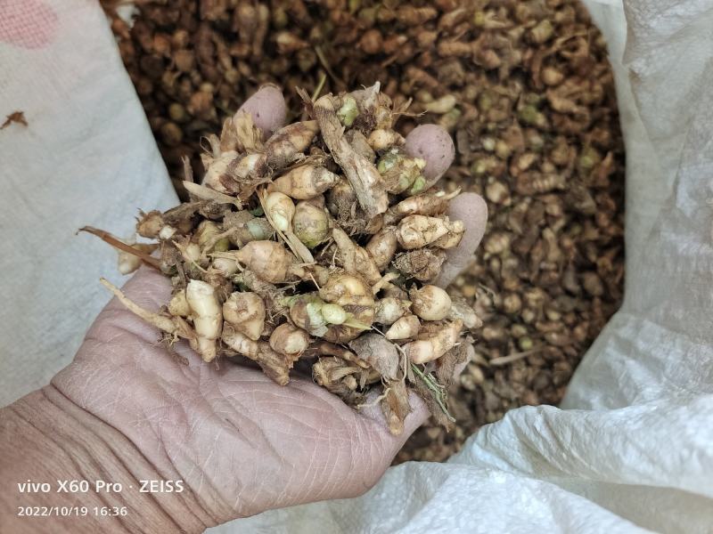广西柳州种植土田七，大量有货，产地发货，可以视频看货