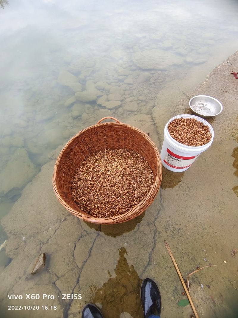 广西柳州种植土田七，大量有货，产地发货，可以视频看货