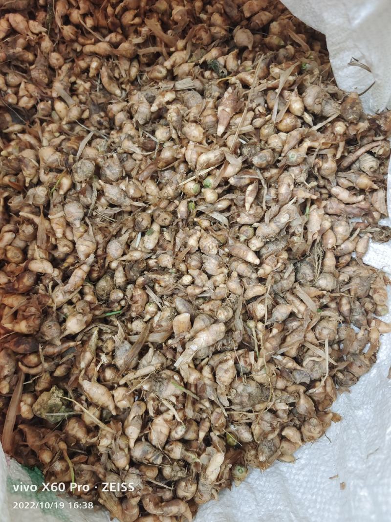 广西柳州种植土田七，大量有货，产地发货，可以视频看货