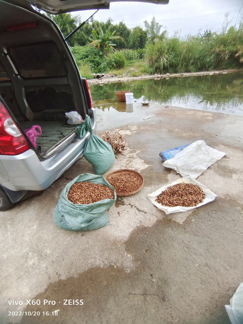 广西柳州种植土田七，大量有货，产地发货，可以视频看货