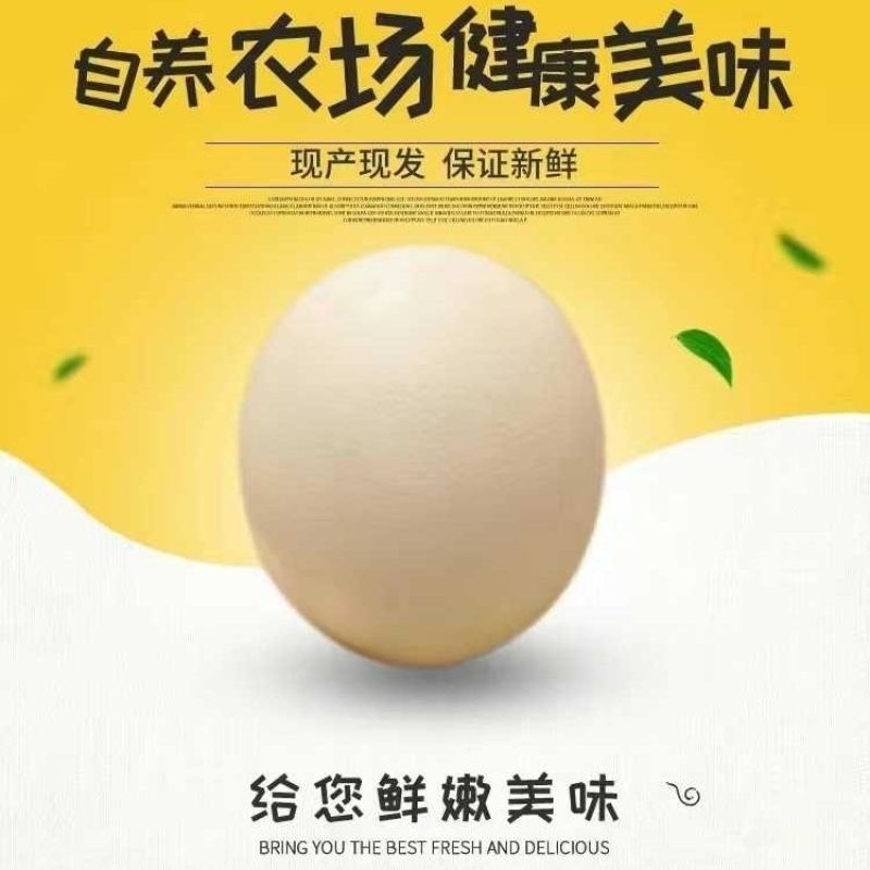 鸵鸟蛋新鲜可食用超特巨大非洲鸵鸟蛋送礼佳品礼盒装包邮
