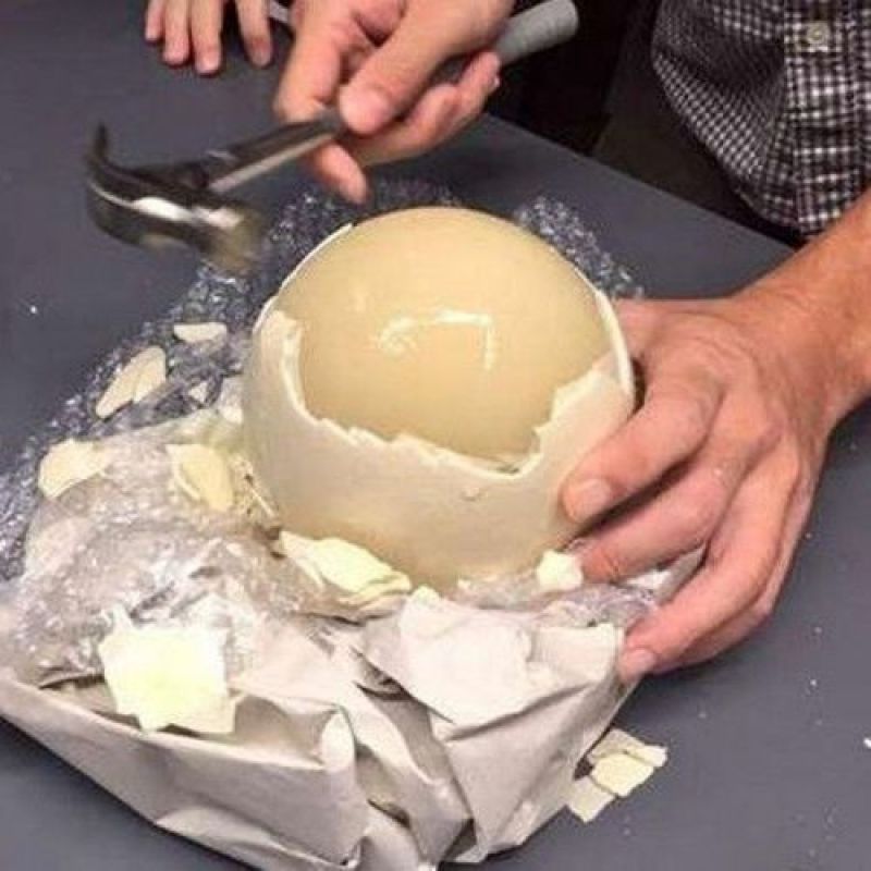 鸵鸟蛋新鲜可食用超特巨大非洲鸵鸟蛋送礼佳品礼盒装包邮