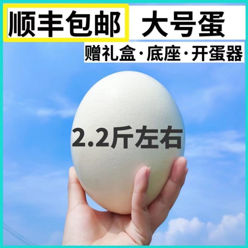 鸵鸟蛋新鲜食用大号包邮鸸鹋蛋超大非洲鸵鸟营养蛋过节节