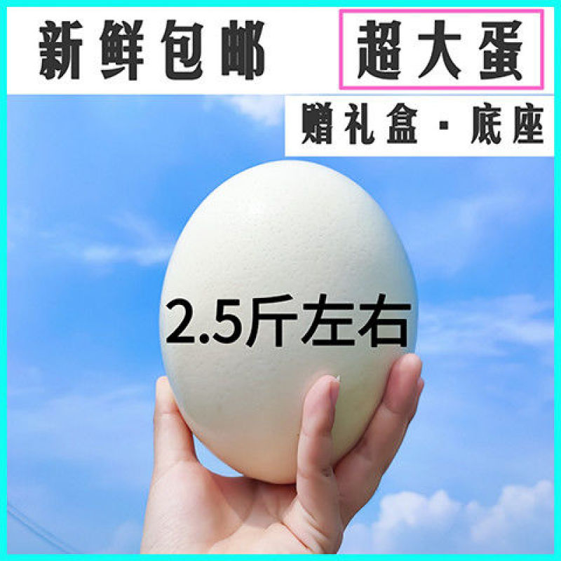 鸵鸟蛋新鲜食用大号包邮鸸鹋蛋超大非洲鸵鸟营养蛋过节节
