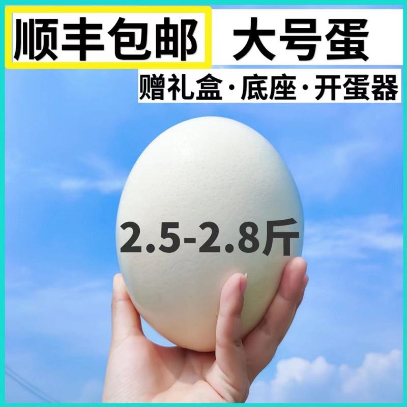 鸵鸟蛋新鲜食用大号包邮鸸鹋蛋超大非洲鸵鸟营养蛋过节节