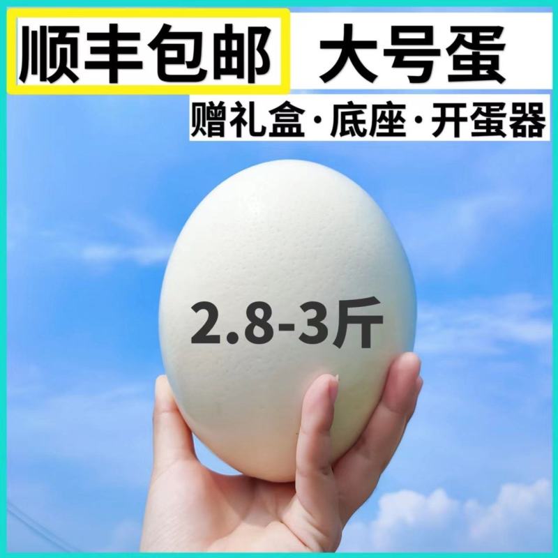 鸵鸟蛋新鲜食用大号包邮鸸鹋蛋超大非洲鸵鸟营养蛋过节节