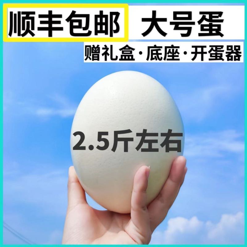 鸵鸟蛋新鲜食用大号包邮鸸鹋蛋超大非洲鸵鸟营养蛋过节节