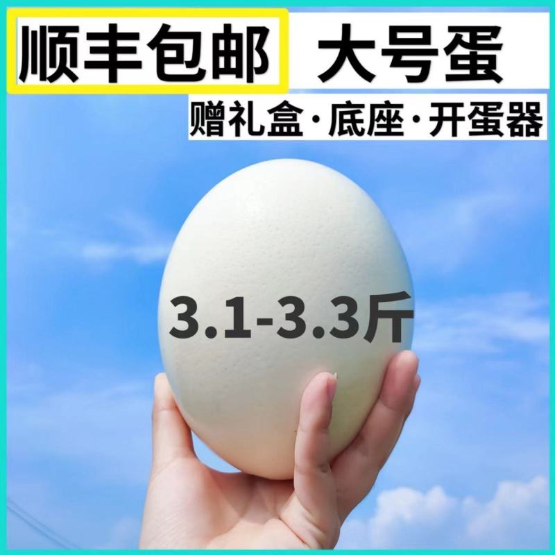 鸵鸟蛋新鲜食用大号包邮鸸鹋蛋超大非洲鸵鸟营养蛋过节节