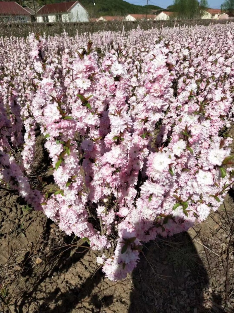 红花麦李产地直销保质保量可实地考察