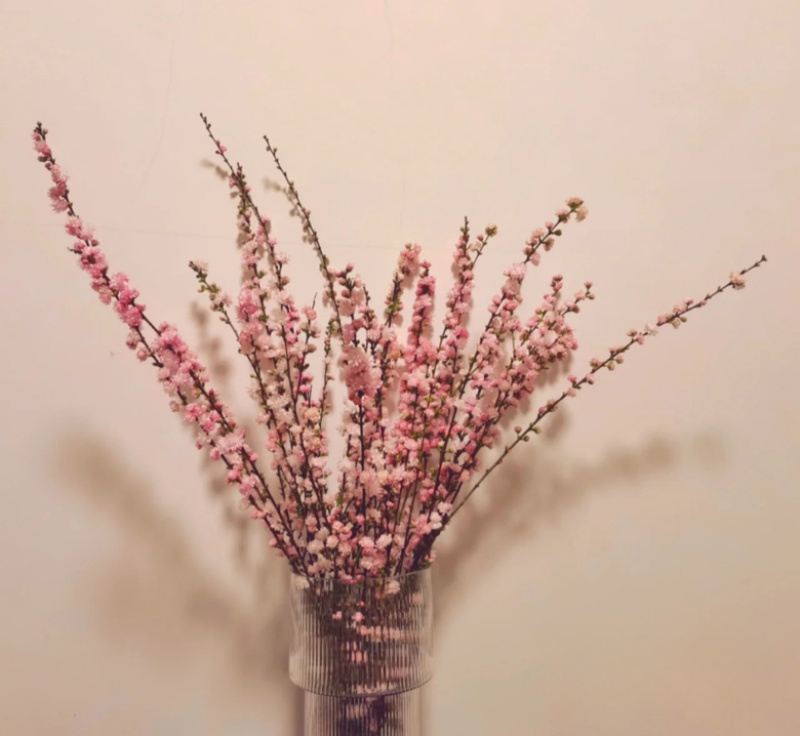 红花麦李产地直销保质保量可实地考察