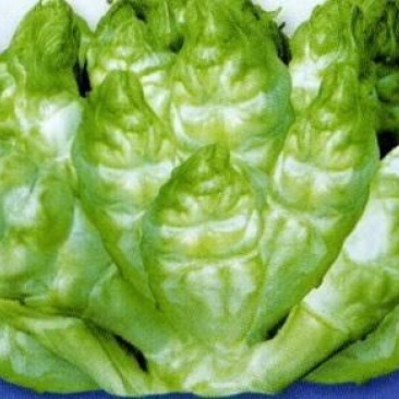 儿菜