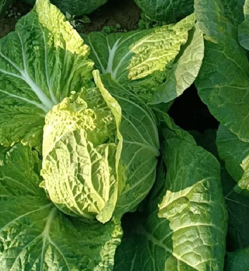 湖北大白菜质量保证价格便宜可提供视频看货