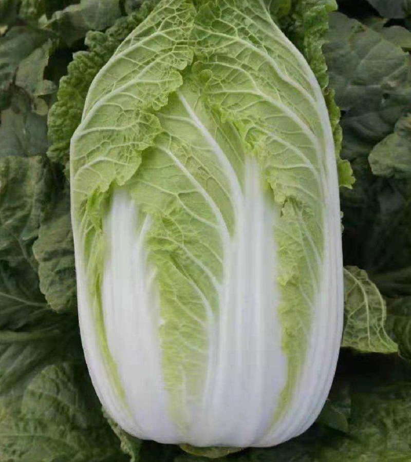 湖北大白菜质量保证价格便宜可提供视频看货