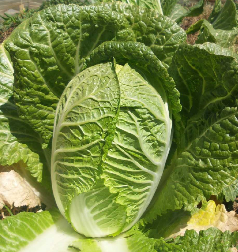 湖北大白菜质量保证价格便宜可提供视频看货