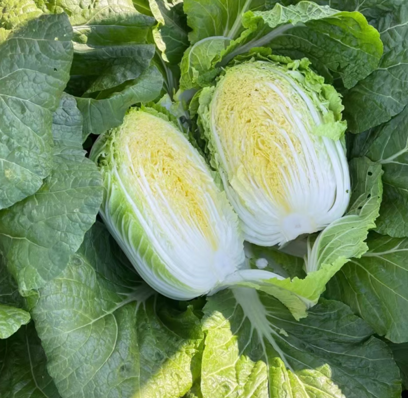 湖北大白菜质量保证价格便宜可提供视频看货