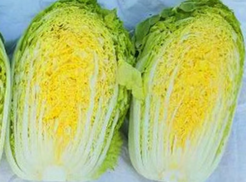 湖北大白菜质量保证价格便宜可提供视频看货