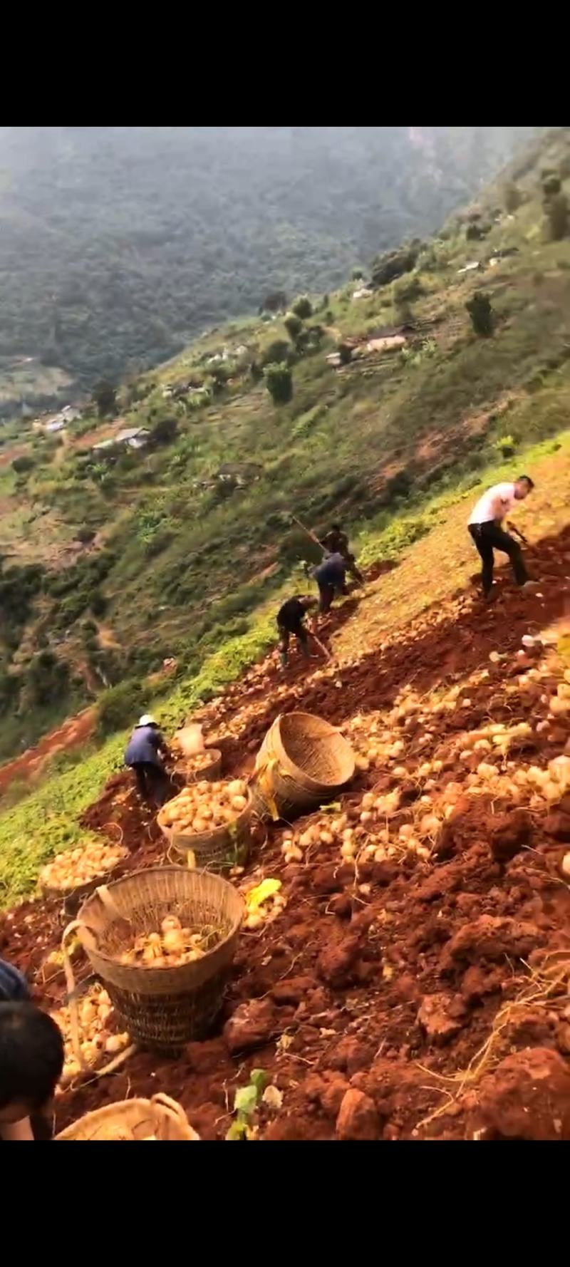 里庄红泥土瓜，朝阳山地，羊粪施肥的大小均匀，香甜多汁。