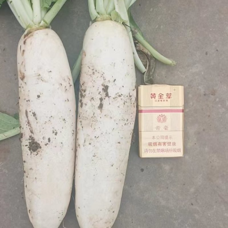 白萝卜