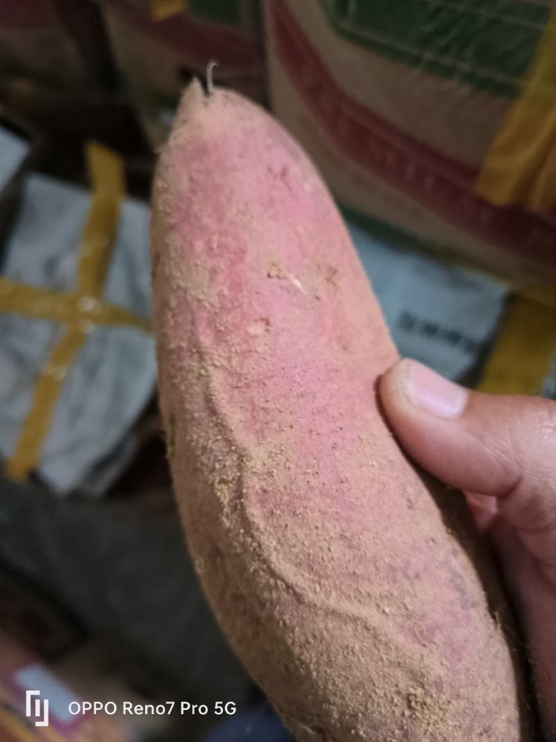 沙地，烟薯25，蜜薯