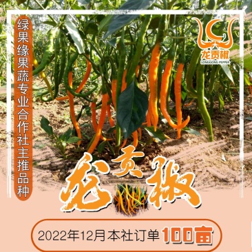 黄龙贡椒，黄辣椒，湖南黄贡椒