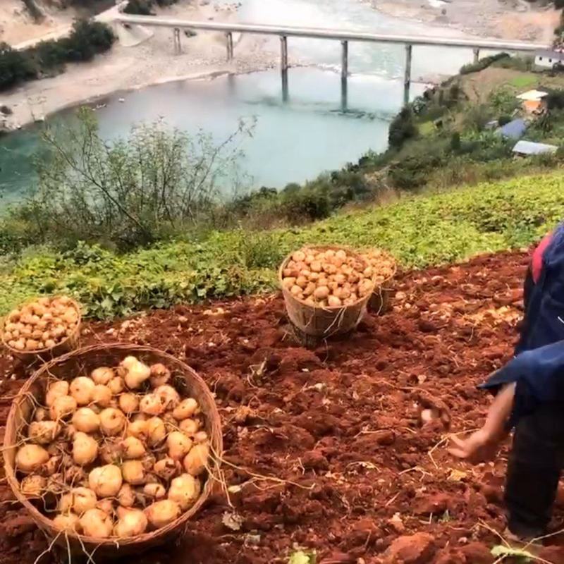 里庄红泥土瓜，朝阳山地，羊粪施肥的大小均匀，香甜多汁。