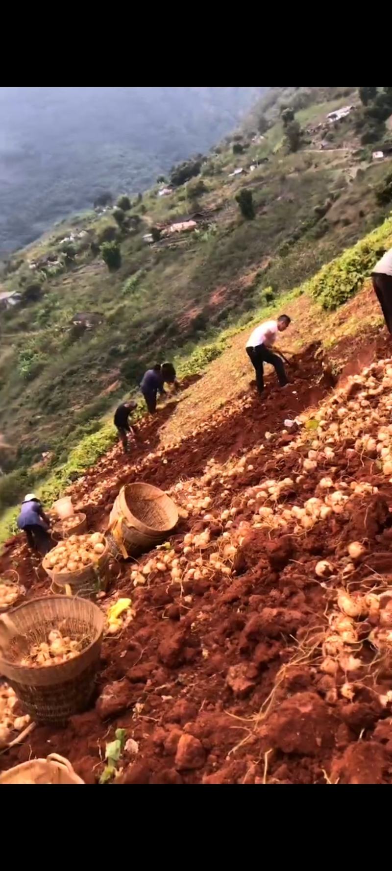 里庄红泥土瓜，朝阳山地，羊粪施肥的大小均匀，香甜多汁。