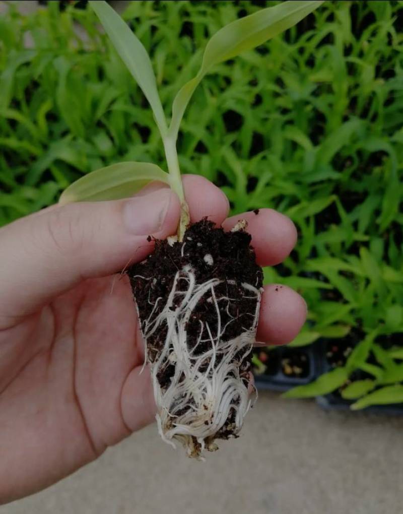 有机育苗基质营养土种植土种菜土种花土黑土厂家直供一手货源