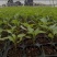 有机育苗基质营养土种植土种菜土种花土黑土厂家直供一手货源