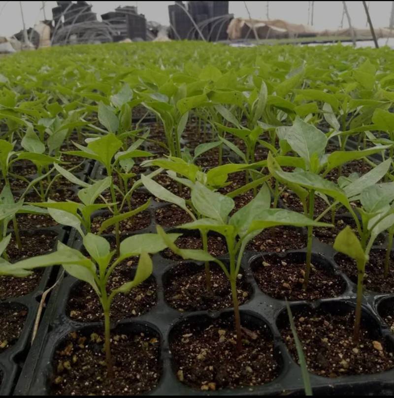 有机育苗基质营养土种植土种菜土种花土黑土厂家直供一手货源