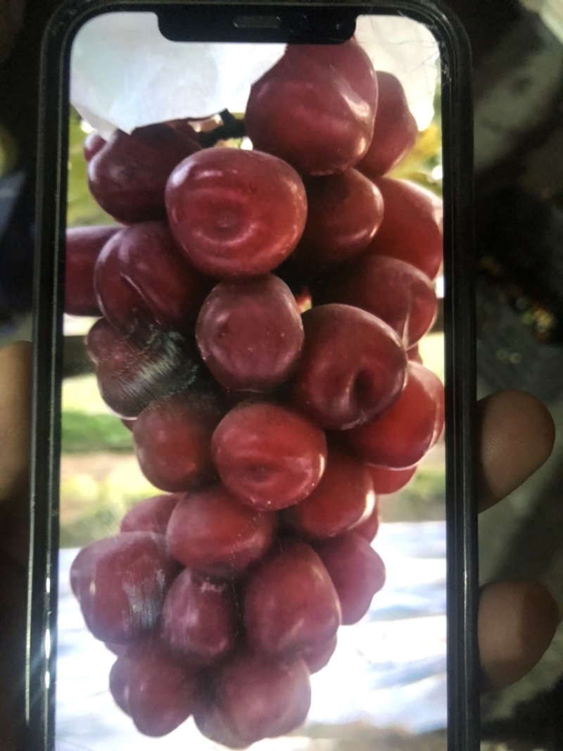 精品《浪漫红颜》