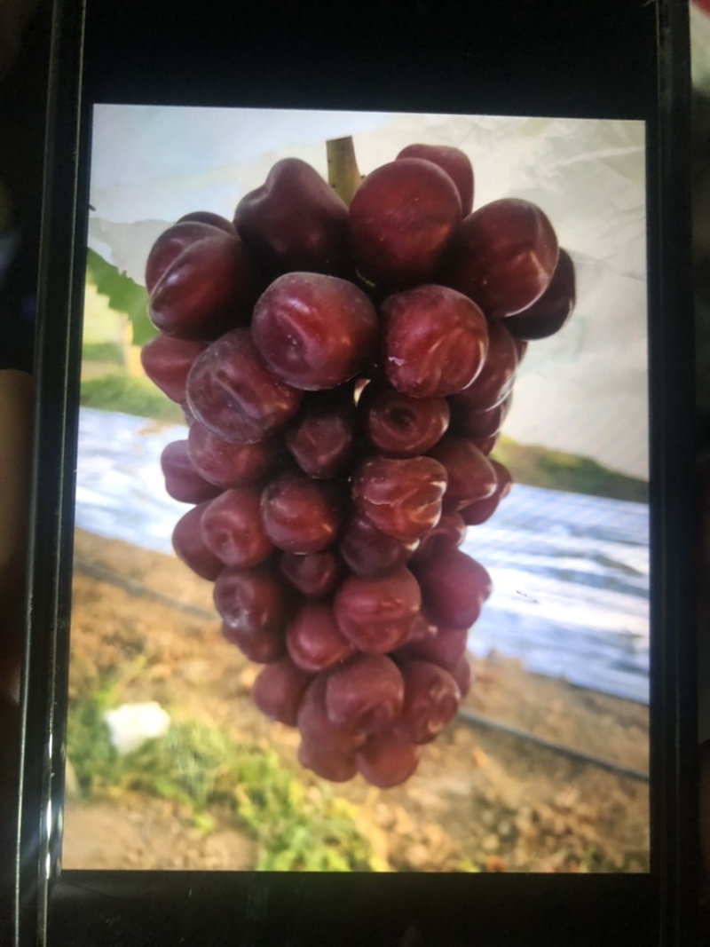 精品《浪漫红颜》