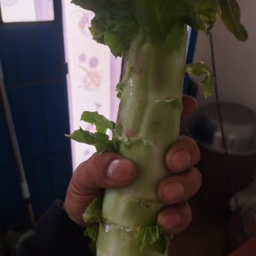 甘肃兰州红尖叶莴笋