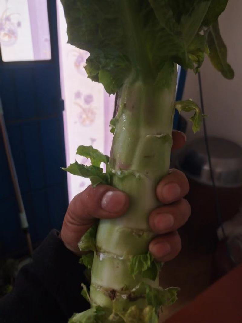 甘肃兰州红尖叶莴笋