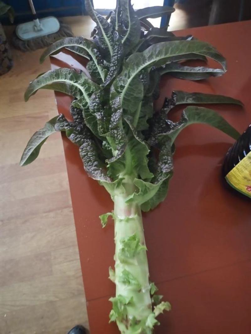 甘肃兰州红尖叶莴笋
