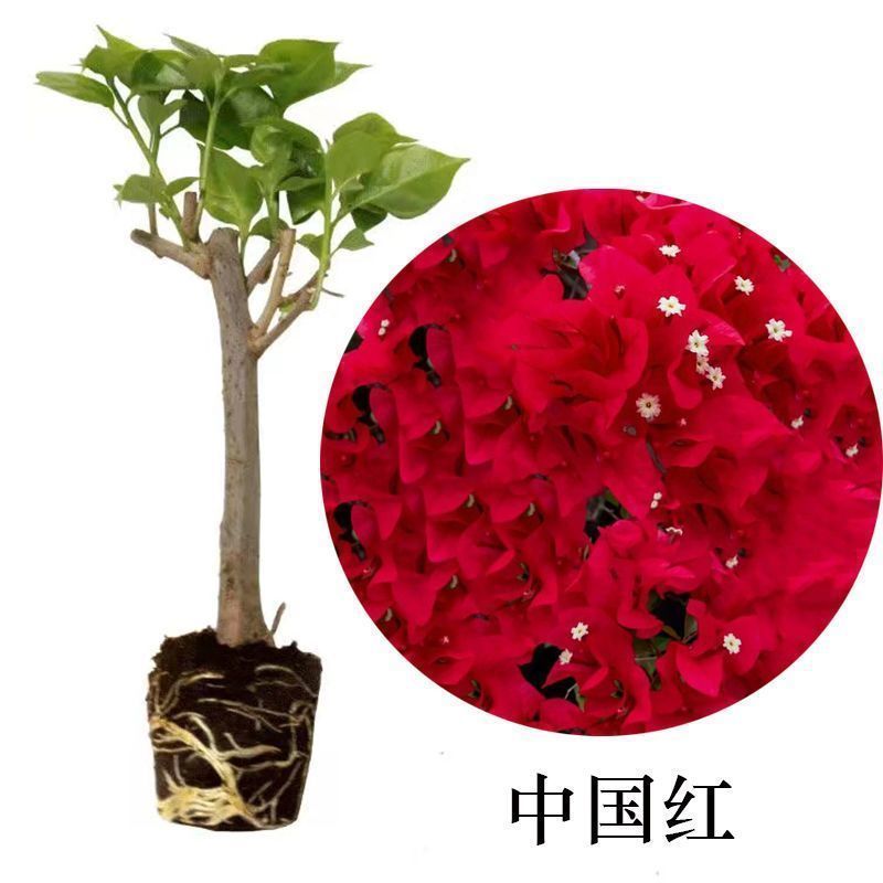 福建漳州花卉苗圃基地多色花三角梅长期供货量大从优